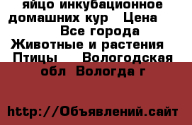 яйцо инкубационное домашних кур › Цена ­ 25 - Все города Животные и растения » Птицы   . Вологодская обл.,Вологда г.